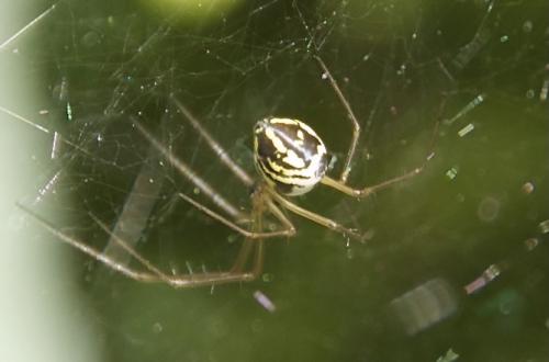 Réf. 284 706 : Neriene radiata